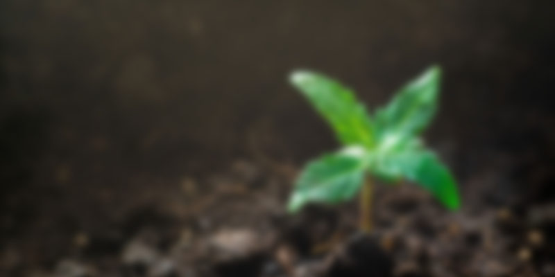 https://morcannabis.us/wp-content/uploads/2019/04/blog_4-800x400.jpg