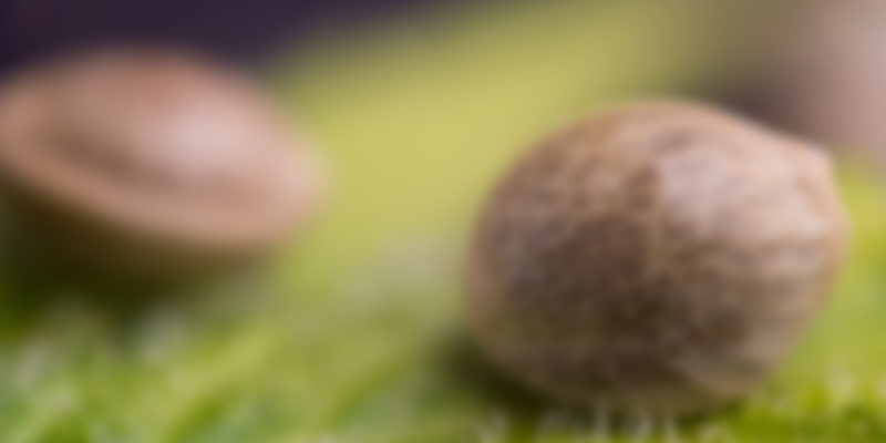 https://morcannabis.us/wp-content/uploads/2019/04/shutterstock_702432049-800x400.jpg