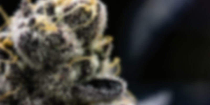https://morcannabis.us/wp-content/uploads/2020/04/img_canimed_3-800x400.jpg